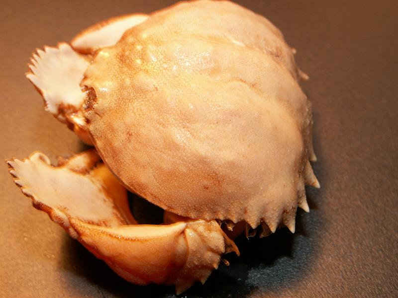 Calappa pelii 13.JPG